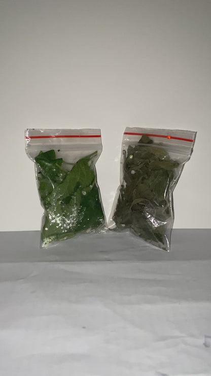 Zumbani/Umsuzwan/Koseret green tea leaves