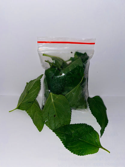 Zumbani/Umsuzwan/Koseret green tea leaves